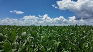 Com preços em alta, venda da safra futura de soja atinge quase 40% em Mato Grosso