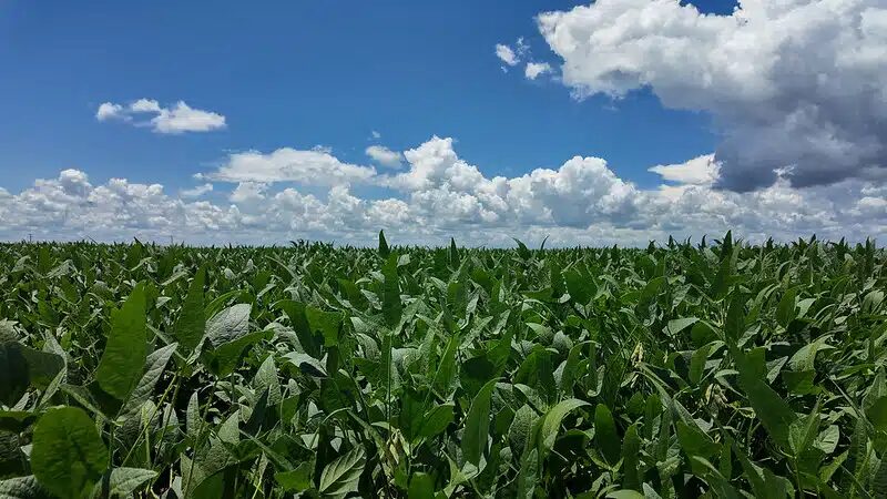 Com preços em alta, venda da safra futura de soja atinge quase 40% em Mato Grosso
