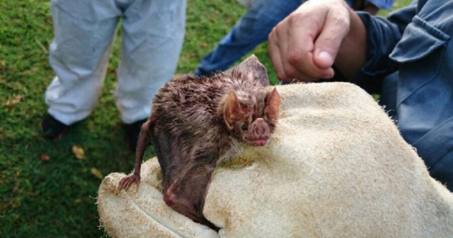 Indea confirma casos de raiva animal em Dom Aquino e Rondonópolis