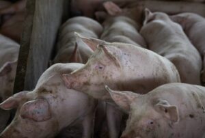 Superoferta de suínos derruba preços e aumenta prejuízos dos produtores no Brasil