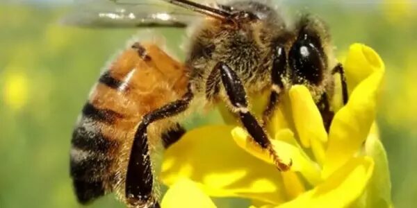 Agro e preservação: Lei transforma a abelha em mascote oficial do Turismo Sustentável de Sorriso