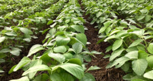 El Niño atrasa plantio da soja e projeta recuo na produtividade em MT