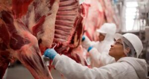Exportações de carne bovina em Sinop crescem 27% em 2026 e superam todo o volume de 2025