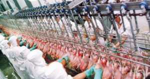 Newcastle em SC pode afetar exportações de aves e pressionar preços; mercado em alerta
