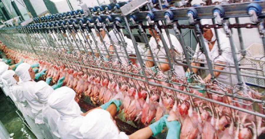 Newcastle em SC pode afetar exportações de aves e pressionar preços; mercado em alerta