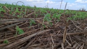 Plantio de soja em Lucas do Rio Verde atinge reta final, com clima favorável