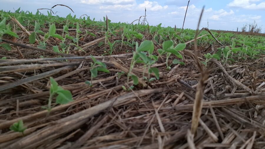 Plantio de soja em Lucas do Rio Verde atinge reta final, com clima favorável