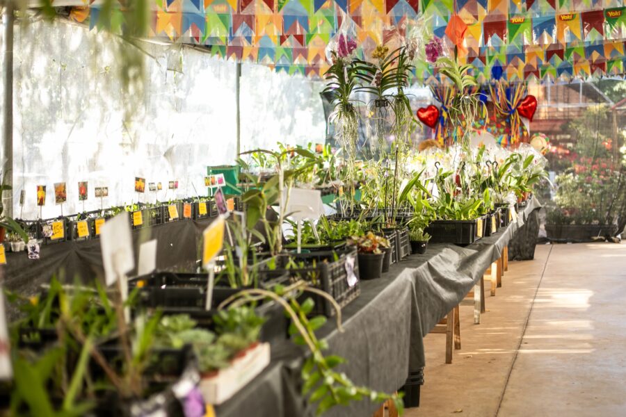 Praça Alencastro recebe Festival de Orquídeas e Rosas do Deserto com plantas a partir de R$ 10 e feira técnica