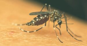 Sorriso atualiza boletim de dengue e chikungunya; Rota do Sol lidera registros e Saúde reforça vistoria nos quintais