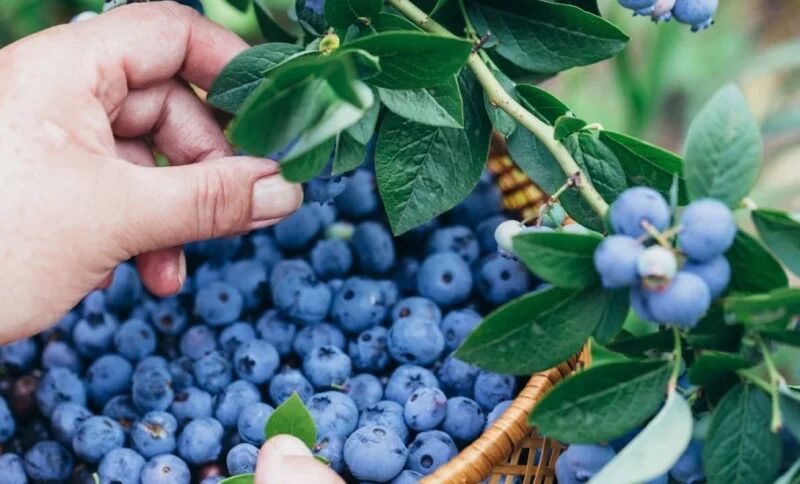Turismo rural em Sinop: Sítio Dois Amigos realiza Dia de Campo com colheita de pimentas e trilhas rurais