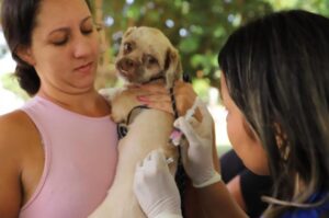 Vacinação antirrábica alcança 66% da meta em Sorriso e mantém posto fixo e agendamento para aplicação domiciliar