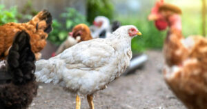 Vírus da Newcastle em pombos acende alerta para granjas e criadores de aves em MT